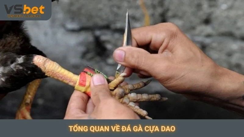 Tổng quan về đá gà cựa dao