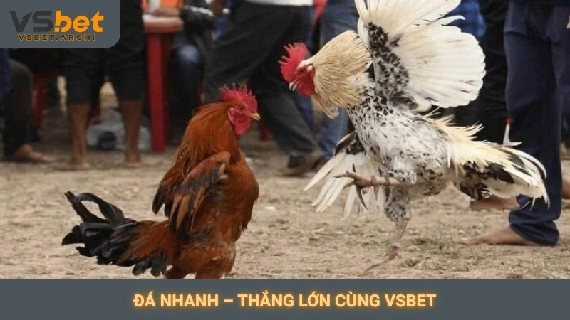 Đá nhanh – Thắng lớn cùng Vsbet