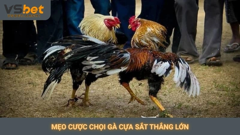 Mẹo cược chọi gà cựa sắt thắng lớn