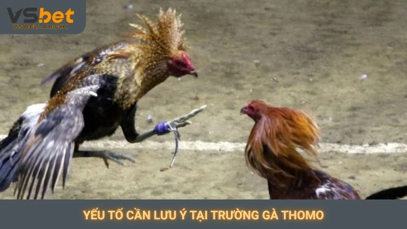 Yếu tố cần lưu ý tại trường gà Thomo
