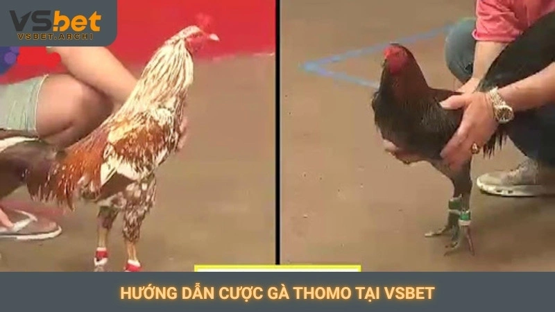Hướng dẫn cược gà Thomo tại Vsbet