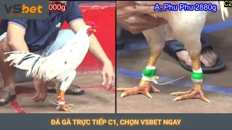Đá gà trực tiếp C1, chọn Vsbet ngay