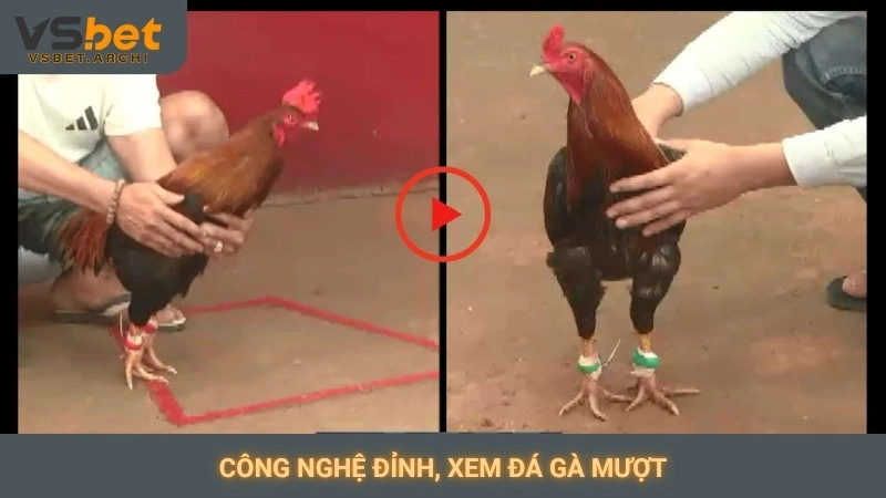 Công nghệ đỉnh, xem đá gà mượt