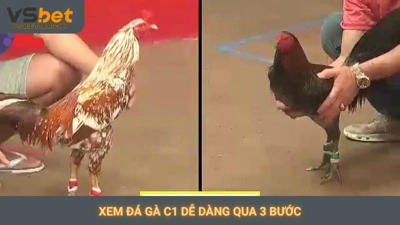 Xem đá gà C1 dễ dàng qua 3 bước